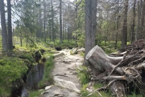 Harz Ausflug mit dem Wohnmobil